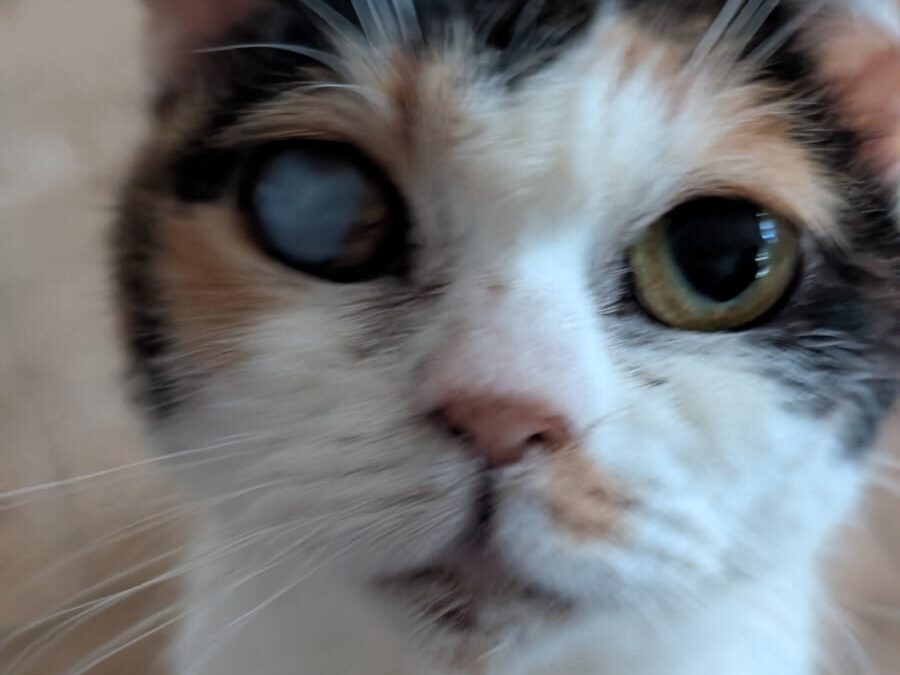Alma